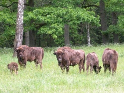 Chasse au Bison d&#039;Europe