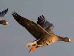 Chasse à l&#039;oie