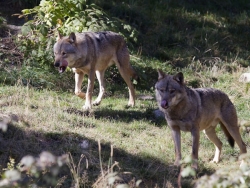 Chasse au Loup