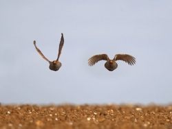 Chasse à la Perdrix grise