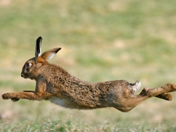 Chasse au Lièvre d&#039;Europe