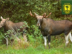 Chasse à l&#039;Elan