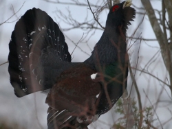 Chasse au Grand Tétras