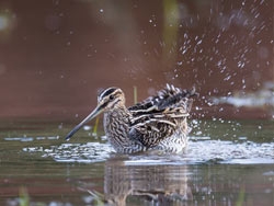 Chasse à la Bécassine