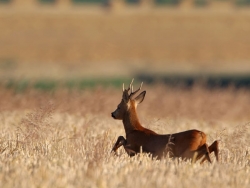 Chasse au Chevreuil