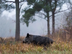 Chasse au Sanglier